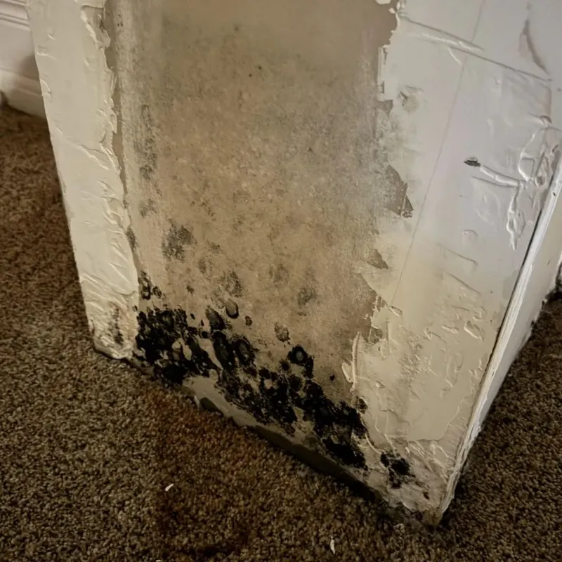 Professional Mold Removal in Jewett, TX